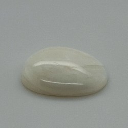 White Coral (Safed Moonga) 5.3 Ct Best Quality